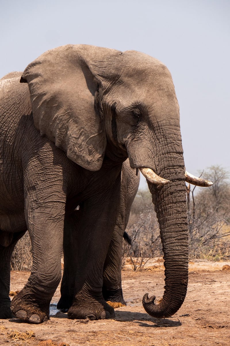 African Safari