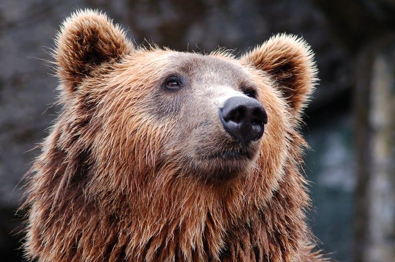 Grizzly Bear